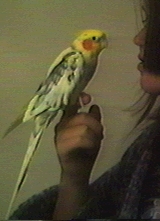 Cockatiel Here!