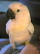 Cockatoo too
