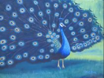 A Peacock