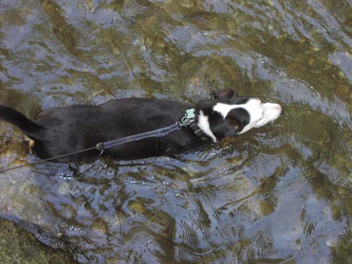 Patches Cools Off!