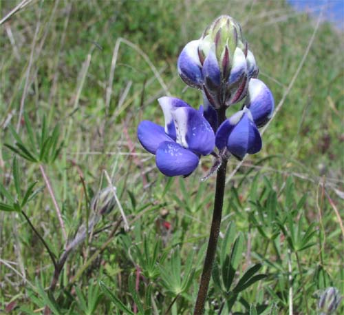 Fort Ord Lupin