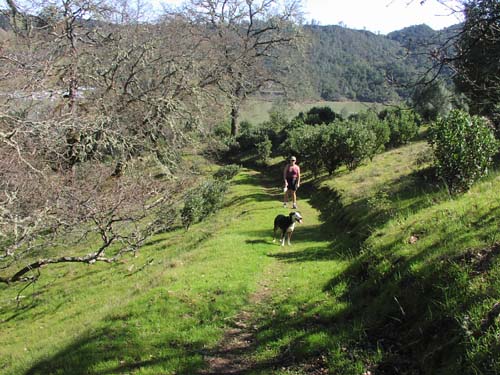 Trail through the oaks