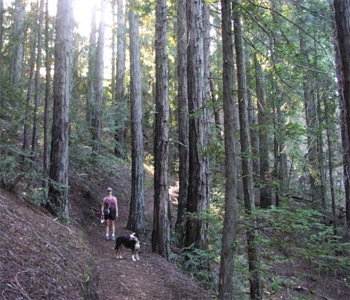 Trail through the redwoods