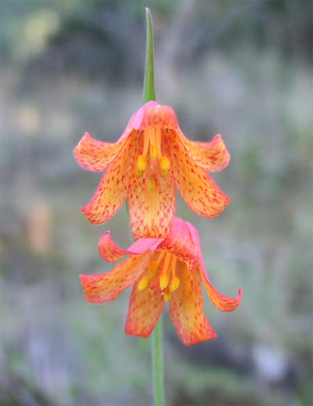 Scarlet Fritillary