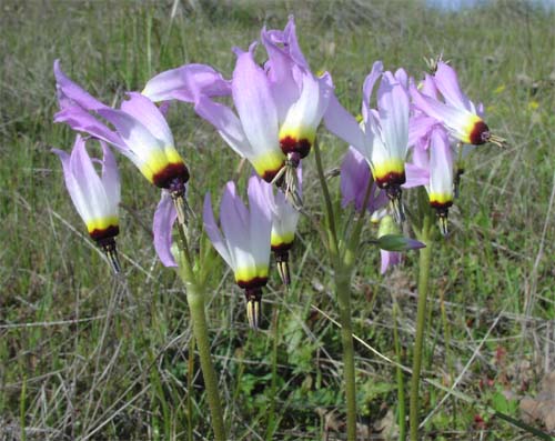 Fort Ord Shooting Star
