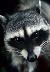Raccoon