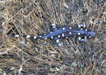 California Tiger Salamander
