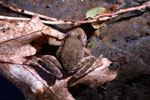 Foothill Yellow-legged Frog