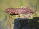 Giant California Salamander