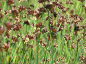 Giant California Salamander