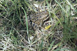  California Red legged Frog 