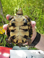 Spring running under bridge