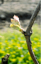 Photo of bud on vine