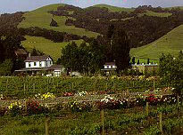 Cline Cellars Winery