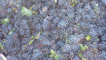 zinfandel grapes