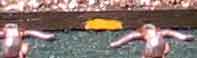 [Unit command markings]