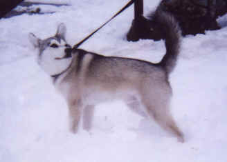 SnowNeo-1.tif (147110 bytes)