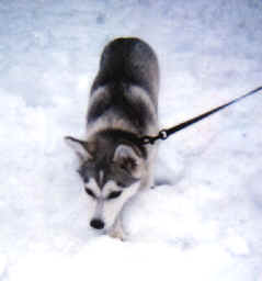 SnowNeo-4.tif (116186 bytes)