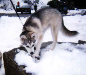 SnowNeo-5.tif (165816 bytes)