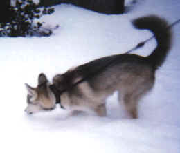SnowNeo-6.tif (104702 bytes)