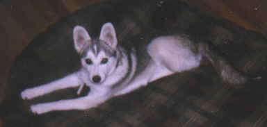Guarddog-2.tif (156214 bytes)
