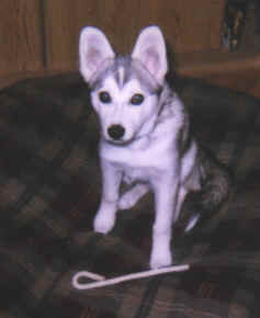 Guarddog-4.tif (155792 bytes)