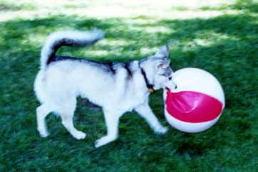 Neo and his Ball.tif (215612 bytes)