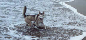 Neo at the Beach-10.tif (106444 bytes)