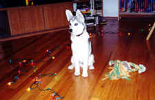 Neos-xmas.tif (98140 bytes)