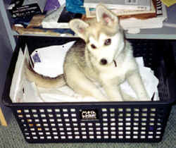 Paperpup.tif (157804 bytes)