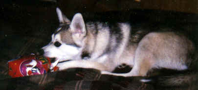 xmaspup-1.tif (187268 bytes)