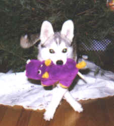 xmaspup-3.tif (136652 bytes)