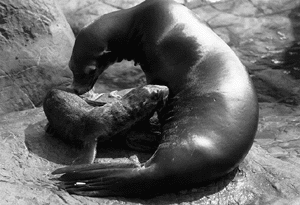 Seal pup