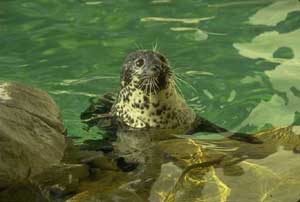 Seal