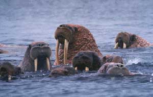 Walruses