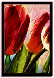 Three Tulips 