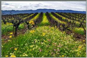 Spring Rows