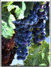 Painted Grapes