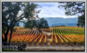 Staged Vineyards