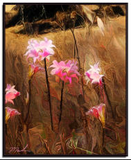 Naked Ladies in the Wild  