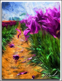 Fallen Petals 