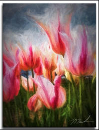 Marilyn Monroe Tulips  