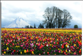 Tulip Fields beneath Mt Hood