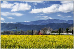 Red Barn Mustard