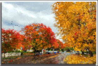 Fall Foliage