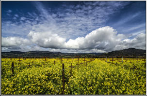 Big Cloud Mustard
