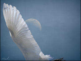 Winged Moon