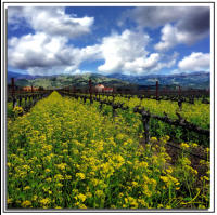 Mustard Rows Alexander Vlly