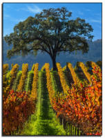 Fall Oak - b.r. Cohn