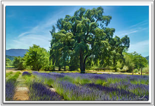 Lavender Fields Kenwood